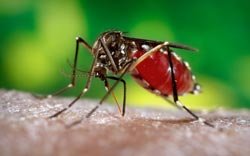 Как снять зуд от укусов комаров